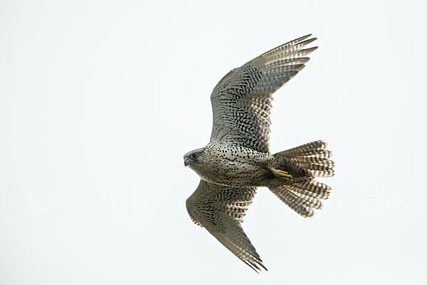 Gerfalke (Falco rusticolus)