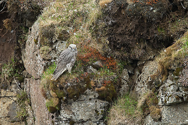 Gerfalke (Falco rusticolus)