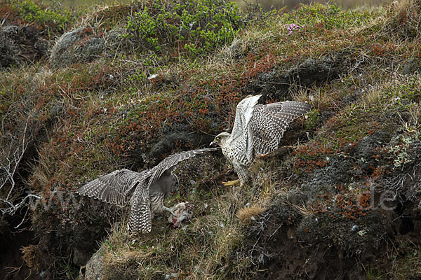 Gerfalke (Falco rusticolus)