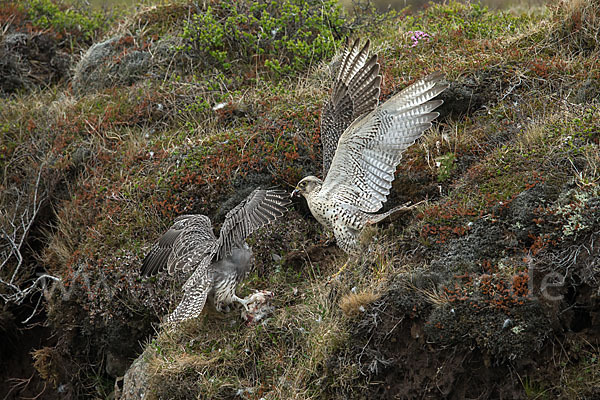 Gerfalke (Falco rusticolus)