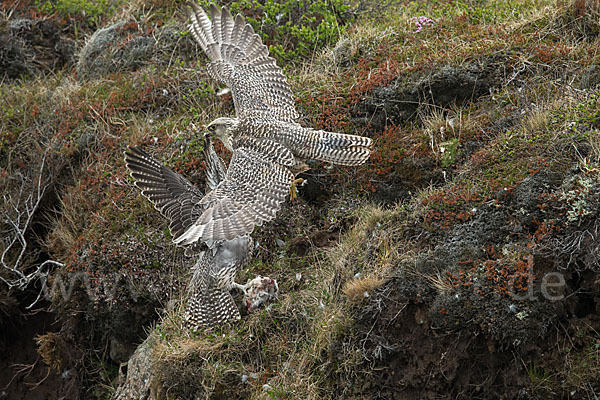 Gerfalke (Falco rusticolus)