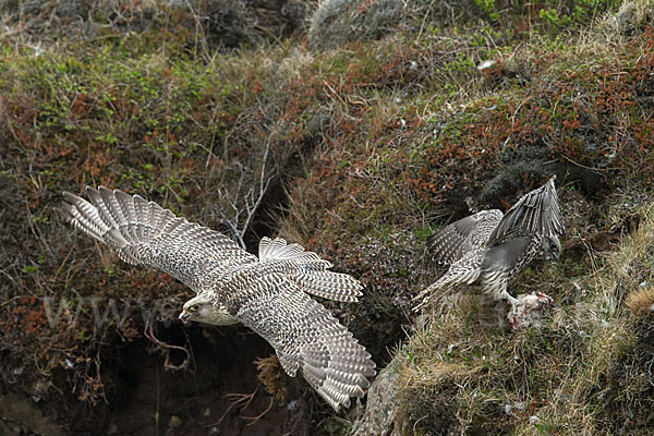 Gerfalke (Falco rusticolus)