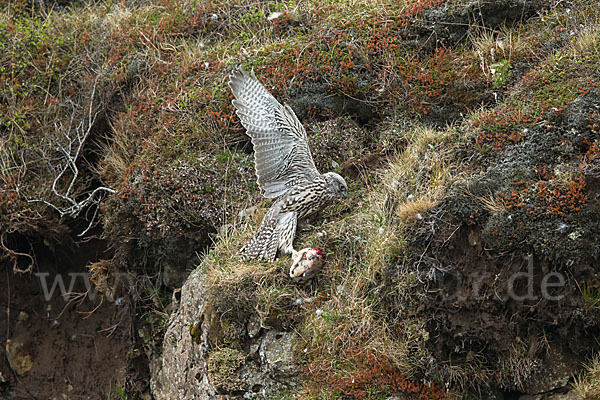 Gerfalke (Falco rusticolus)