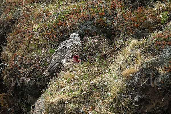 Gerfalke (Falco rusticolus)