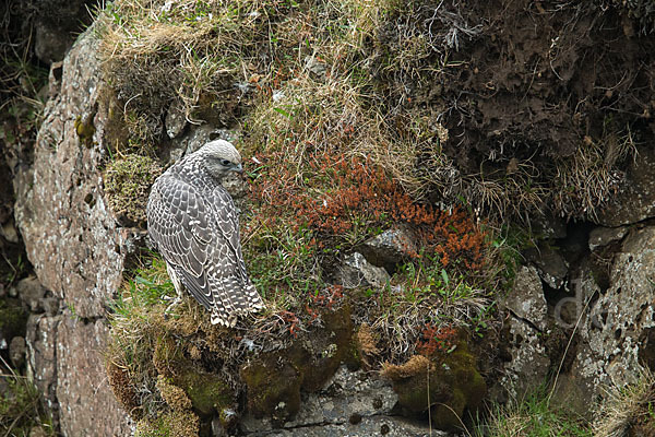 Gerfalke (Falco rusticolus)