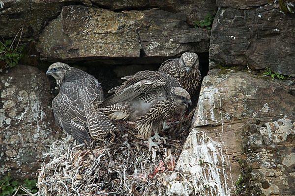 Gerfalke (Falco rusticolus)