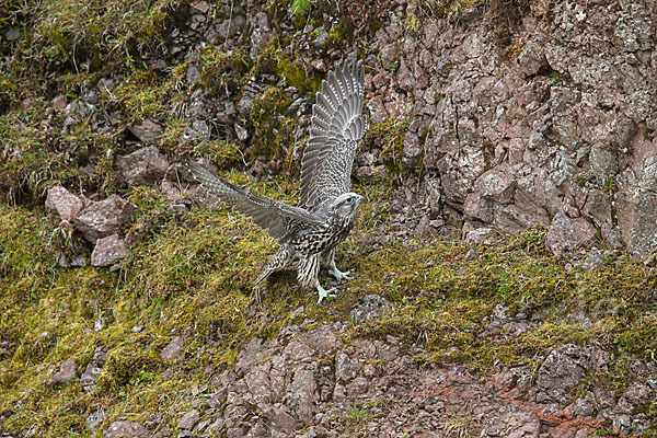 Gerfalke (Falco rusticolus)