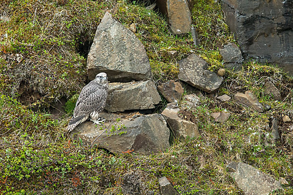 Gerfalke (Falco rusticolus)