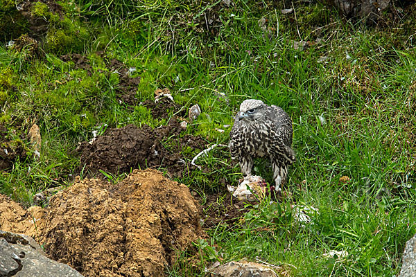 Gerfalke (Falco rusticolus)