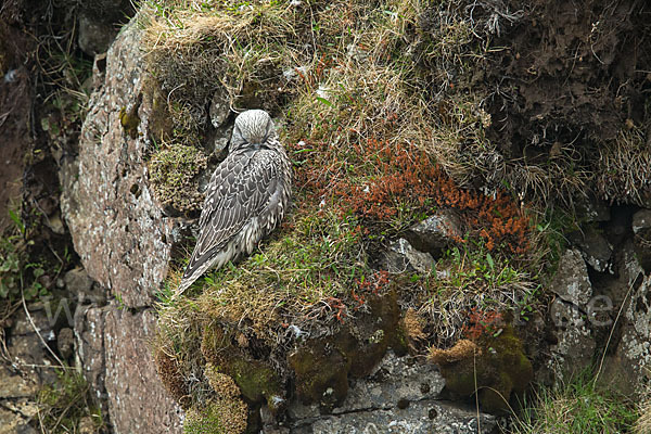 Gerfalke (Falco rusticolus)