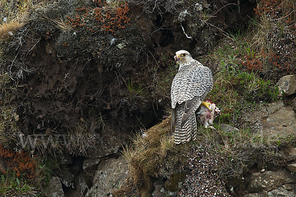 Gerfalke (Falco rusticolus)