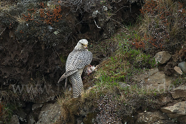 Gerfalke (Falco rusticolus)