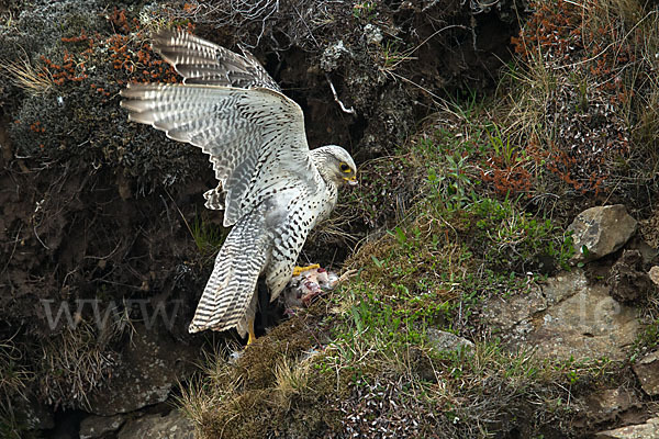 Gerfalke (Falco rusticolus)