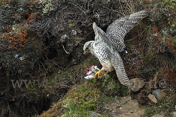 Gerfalke (Falco rusticolus)