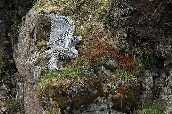 Gerfalke (Falco rusticolus)