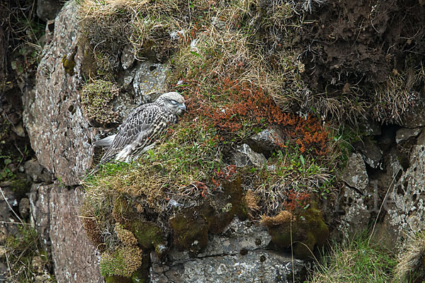 Gerfalke (Falco rusticolus)