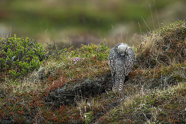 Gerfalke (Falco rusticolus)