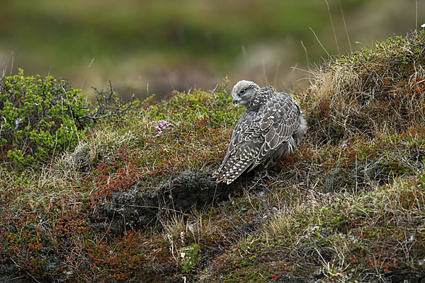 Gerfalke (Falco rusticolus)