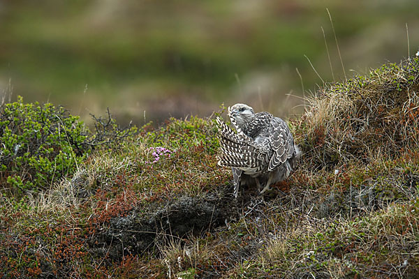 Gerfalke (Falco rusticolus)