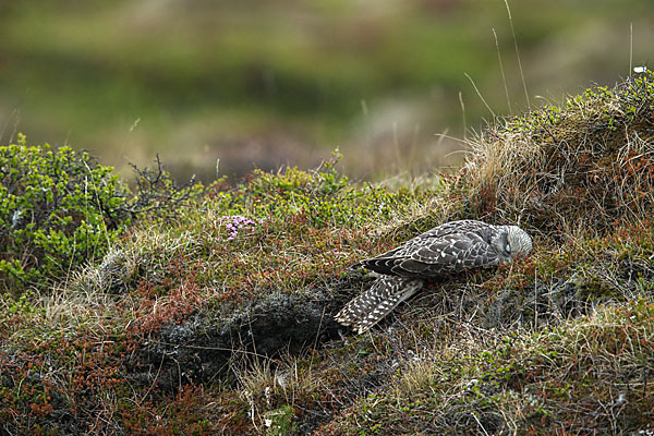 Gerfalke (Falco rusticolus)