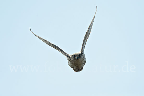 Gerfalke (Falco rusticolus)