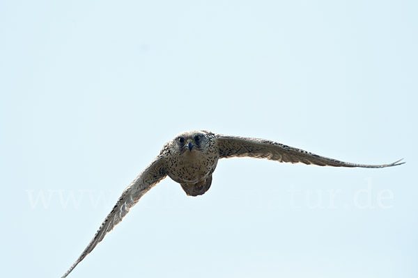 Gerfalke (Falco rusticolus)