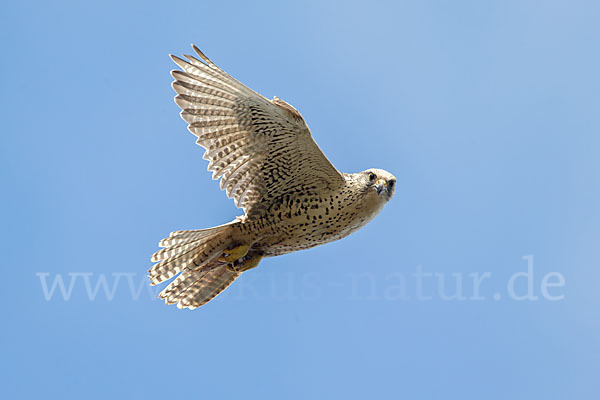 Gerfalke (Falco rusticolus)