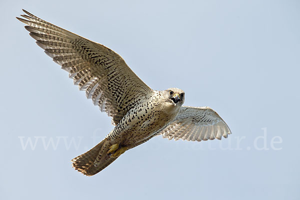 Gerfalke (Falco rusticolus)