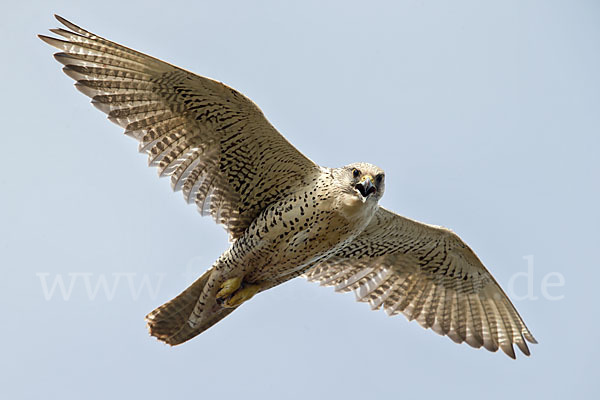 Gerfalke (Falco rusticolus)