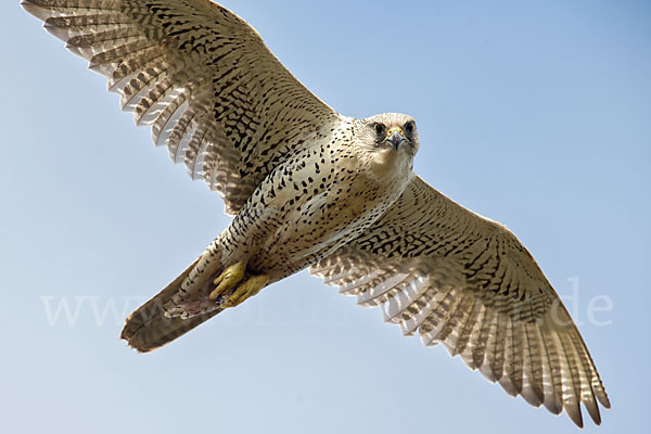 Gerfalke (Falco rusticolus)