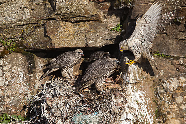 Gerfalke (Falco rusticolus)