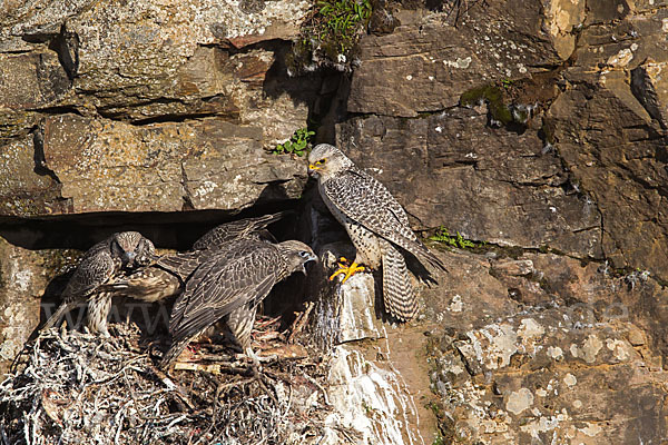 Gerfalke (Falco rusticolus)