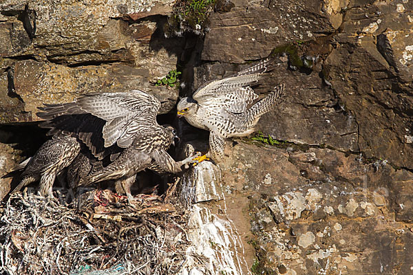 Gerfalke (Falco rusticolus)