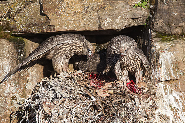 Gerfalke (Falco rusticolus)