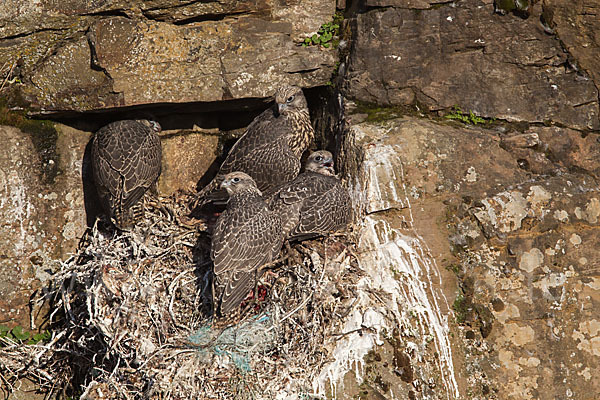 Gerfalke (Falco rusticolus)