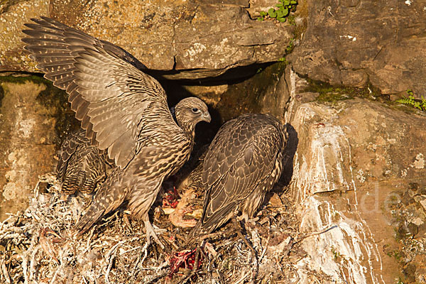 Gerfalke (Falco rusticolus)