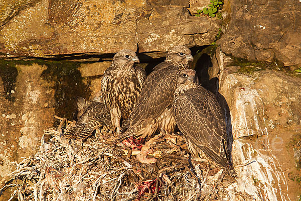 Gerfalke (Falco rusticolus)