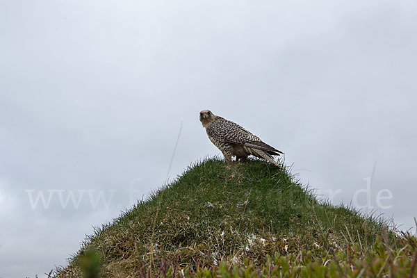 Gerfalke (Falco rusticolus)