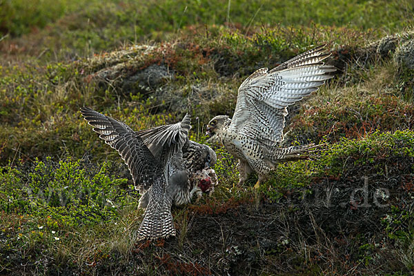 Gerfalke (Falco rusticolus)