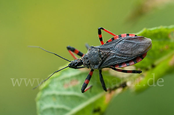 Geringelte Mordwanze (Rhinocoris annulatus)