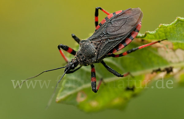 Geringelte Mordwanze (Rhinocoris annulatus)