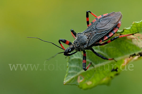 Geringelte Mordwanze (Rhinocoris annulatus)