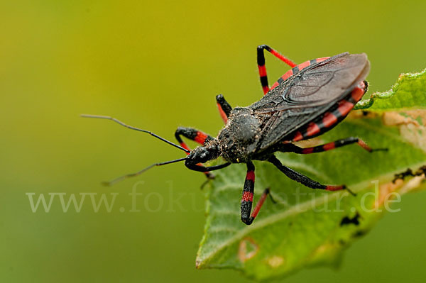 Geringelte Mordwanze (Rhinocoris annulatus)