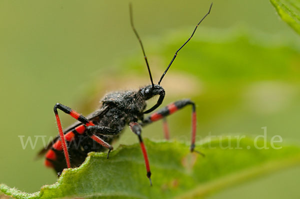 Geringelte Mordwanze (Rhinocoris annulatus)