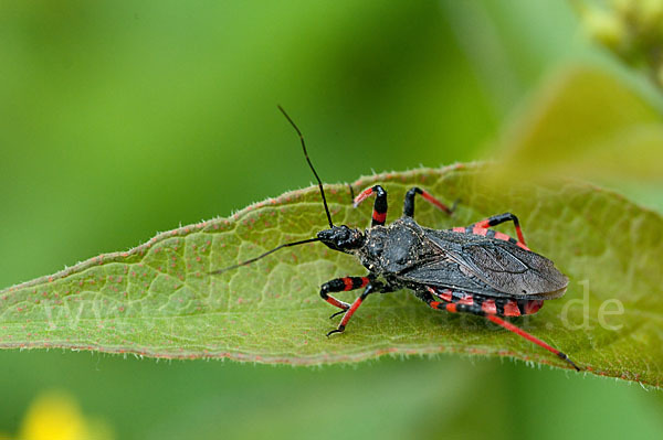 Geringelte Mordwanze (Rhinocoris annulatus)