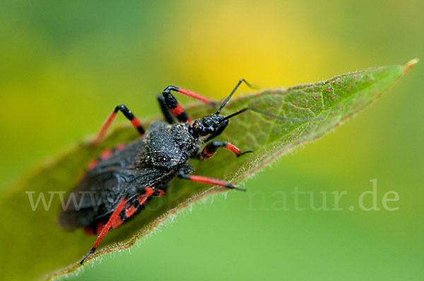 Geringelte Mordwanze (Rhinocoris annulatus)