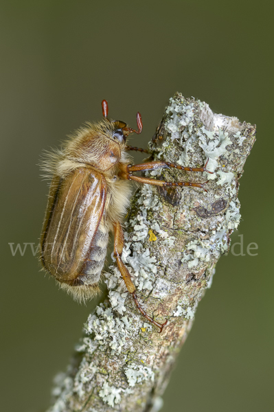 Gerippter Brachkäfer (Amphimallon solstitiale)