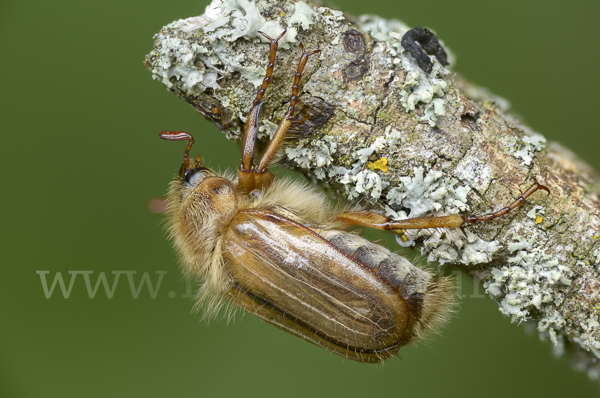 Gerippter Brachkäfer (Amphimallon solstitiale)