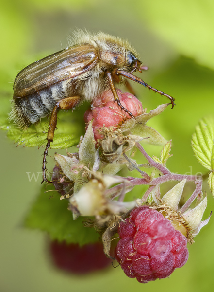 Gerippter Brachkäfer (Amphimallon solstitiale)