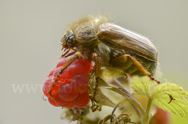 Gerippter Brachkäfer (Amphimallon solstitiale)